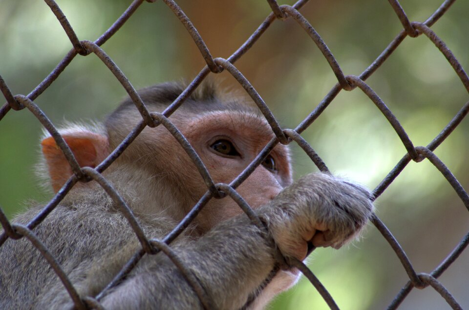 Animal primate caged