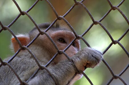 Animal primate caged photo