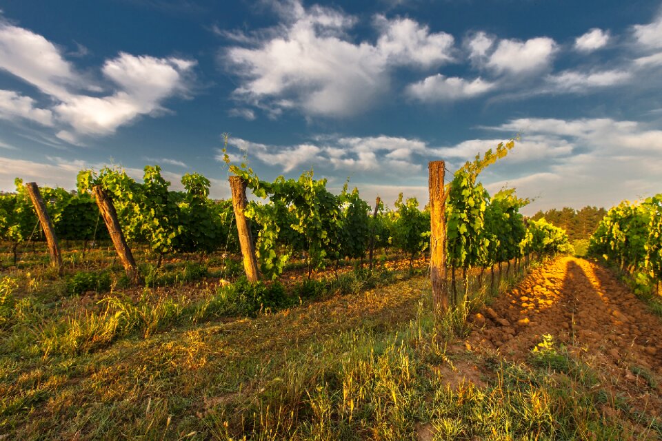 Grapes nature green