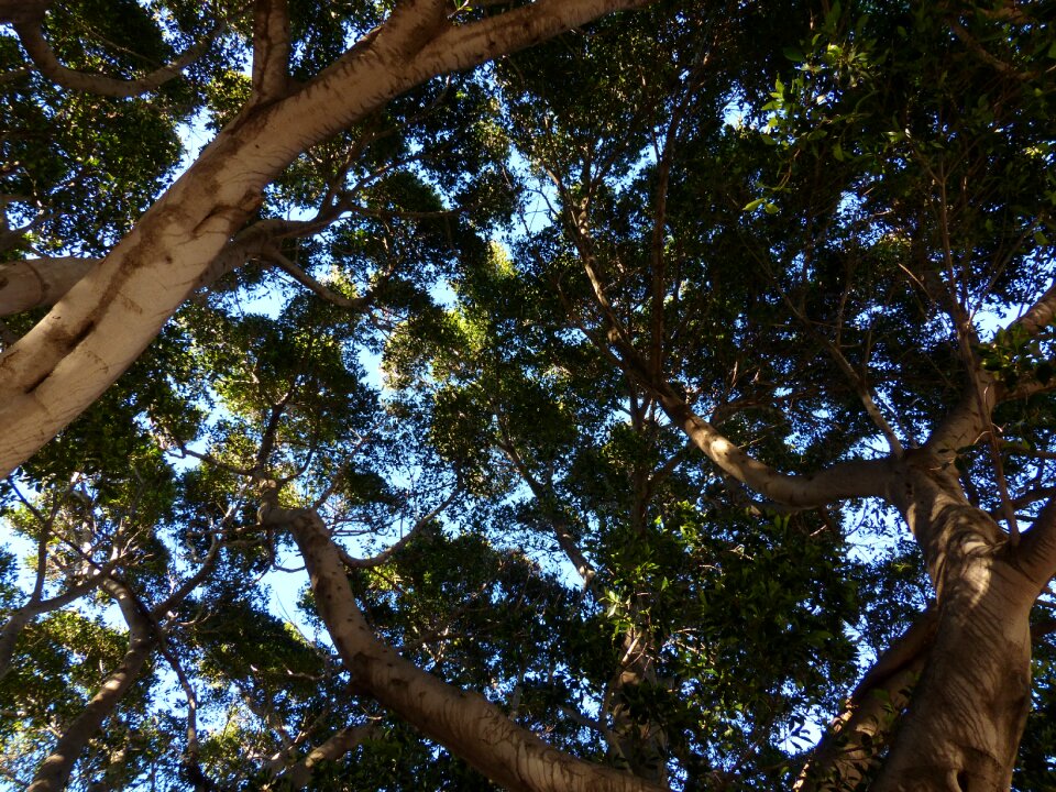 Tribe aesthetic laurel tree