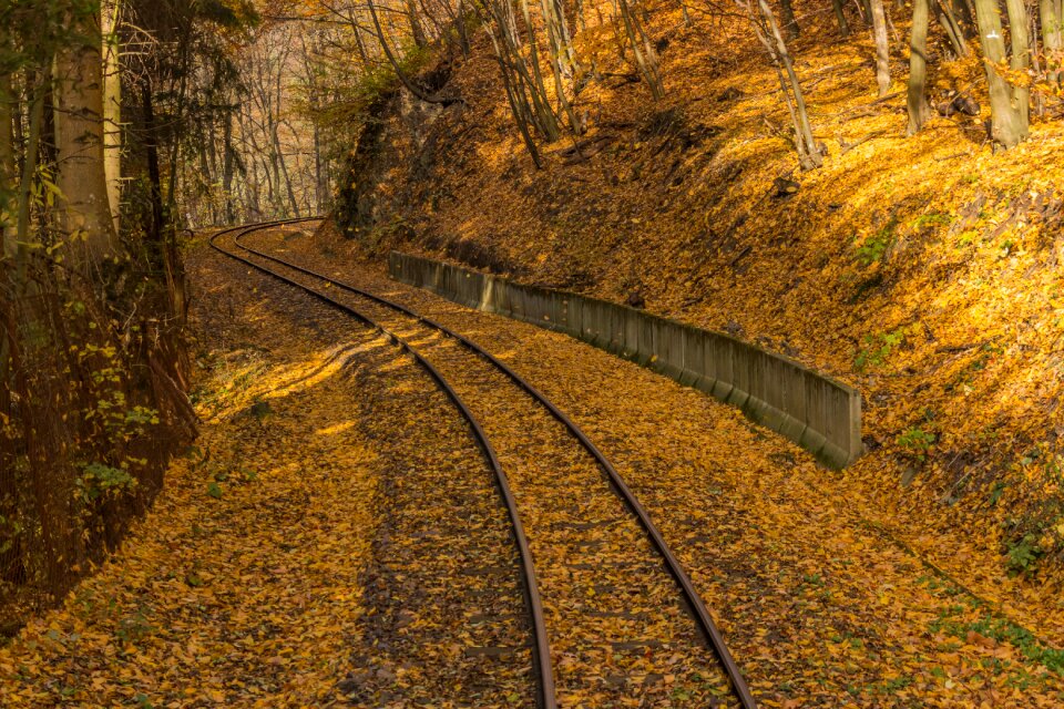 Avar rail nature