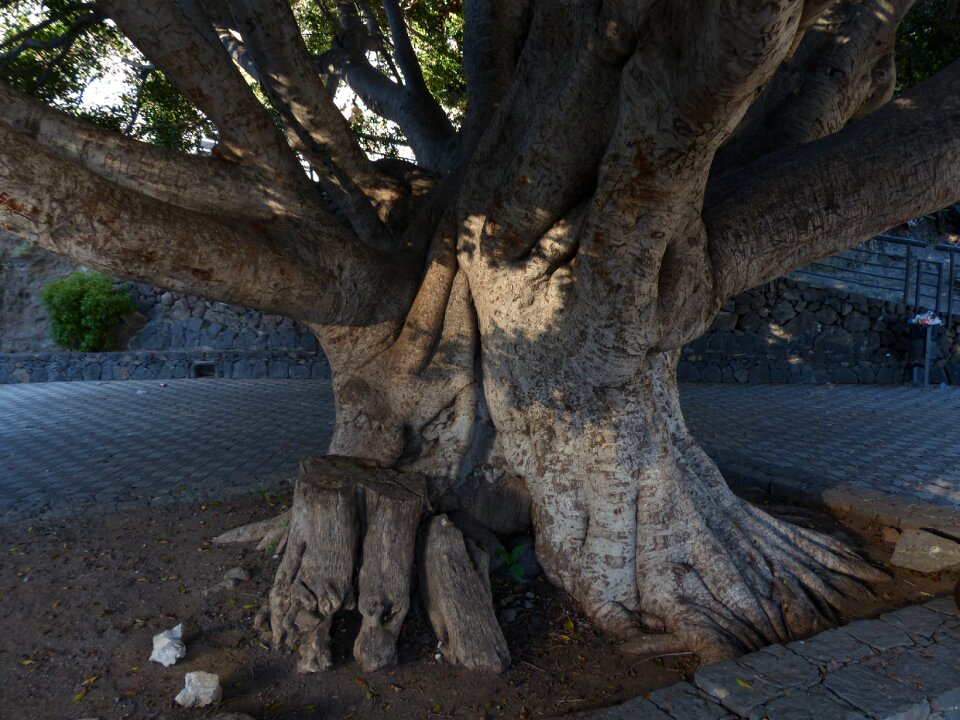 Large massive laurel tree