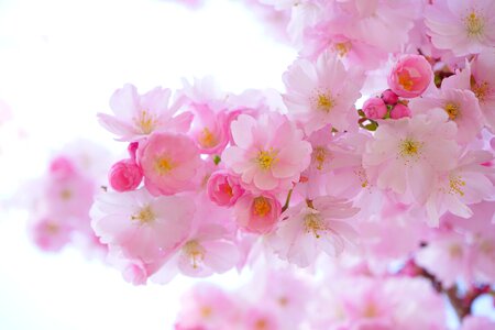 Wallpaper japanese flowering cherry ornamental cherry photo