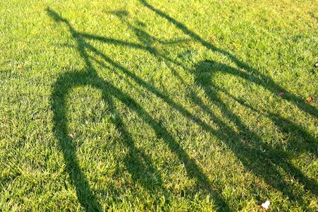Wheel grass meadow
