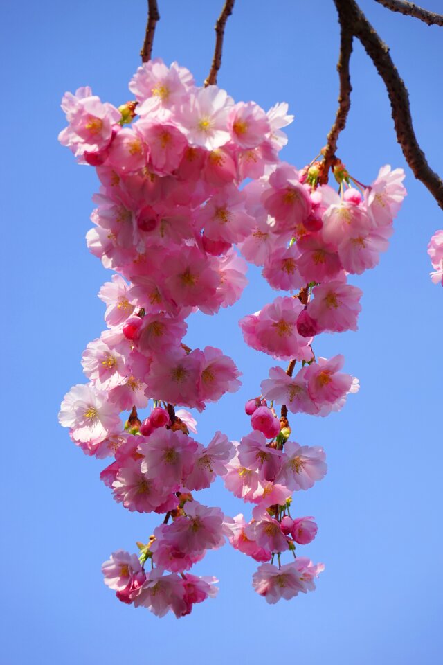 Ornamental cherry japanese cherry cherry blossom