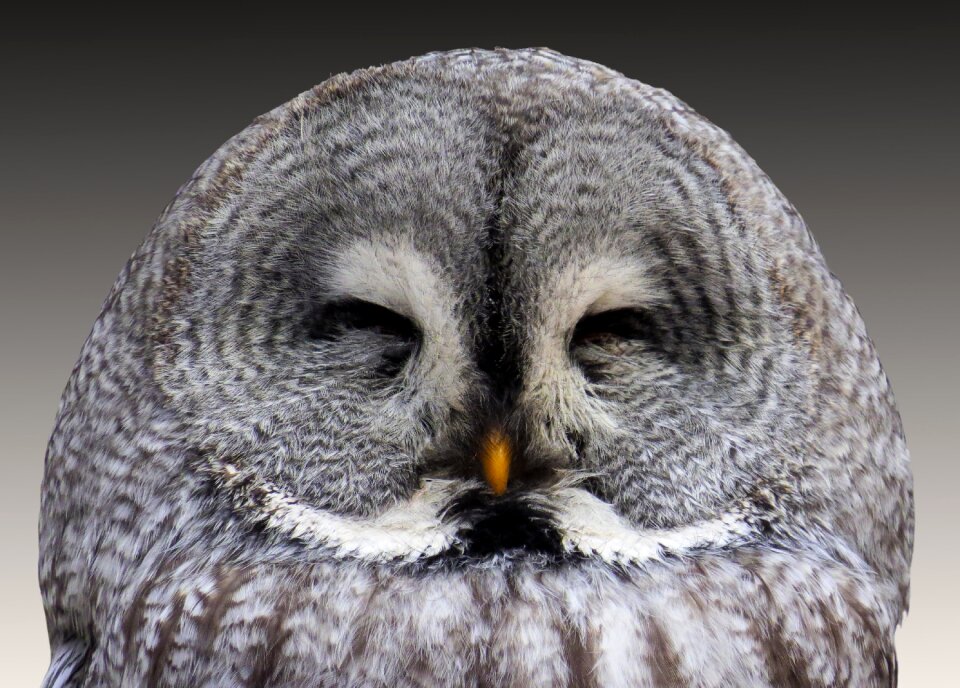 Wisdom plumage bird
