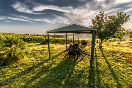 Grape chairs evening