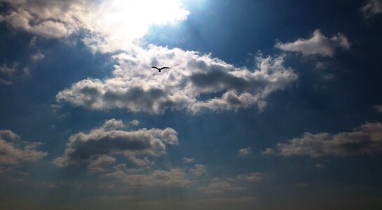 Clouds bird seagull