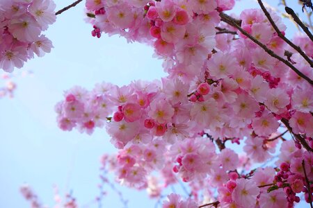 Ornamental cherry japanese cherry cherry blossom photo