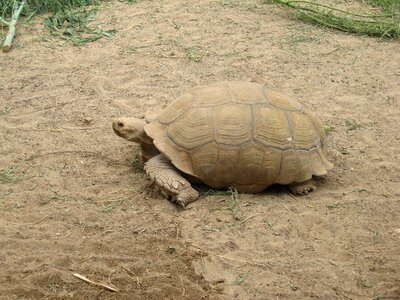 Water creature animal tortoise