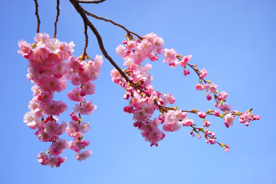 Branch japanese flowering cherry ornamental cherry photo