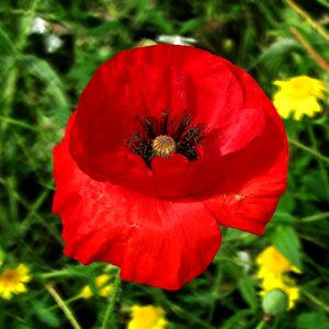 Red poppy flower flower