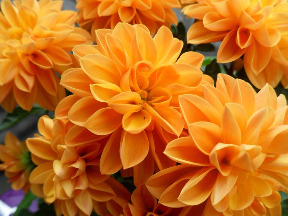 Flower chrysanthemum summer flower