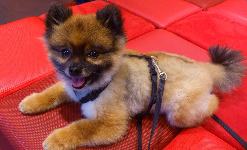 Pomeranian pom pom animal