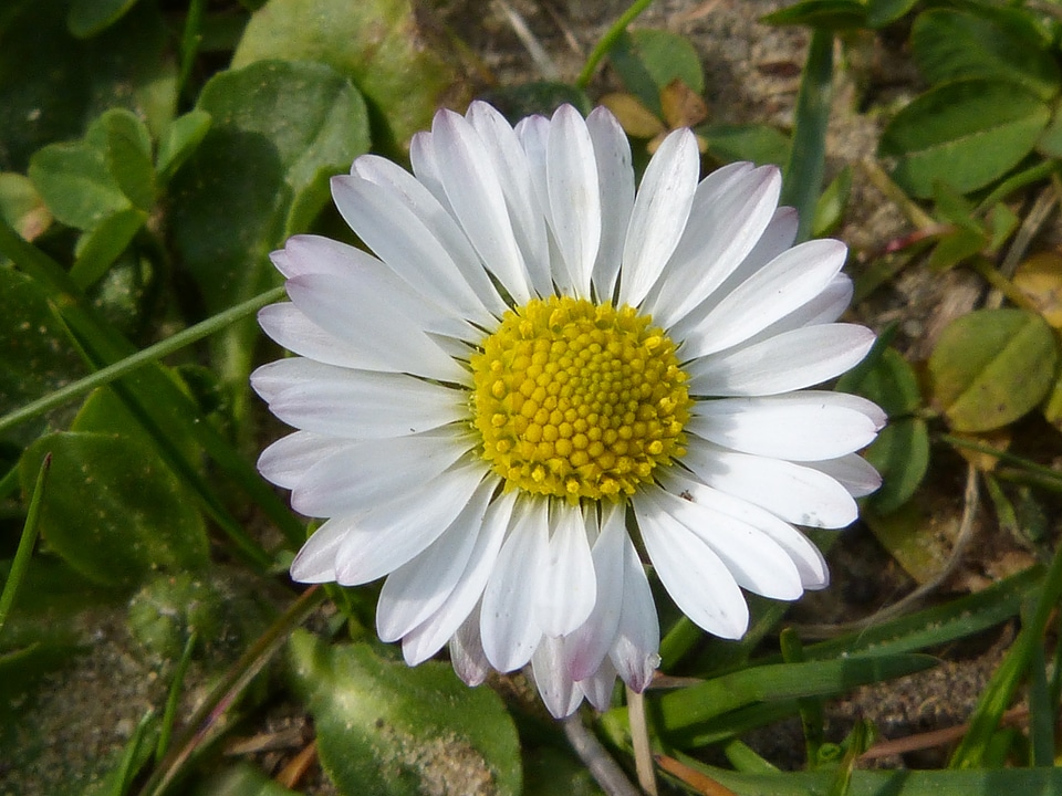 Quality petals flower