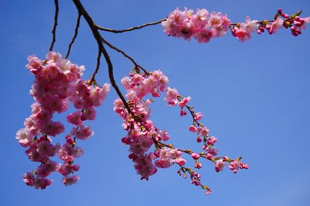 Branch japanese flowering cherry ornamental cherry