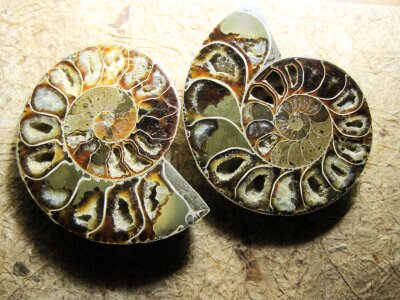 Petrified pattern spiral