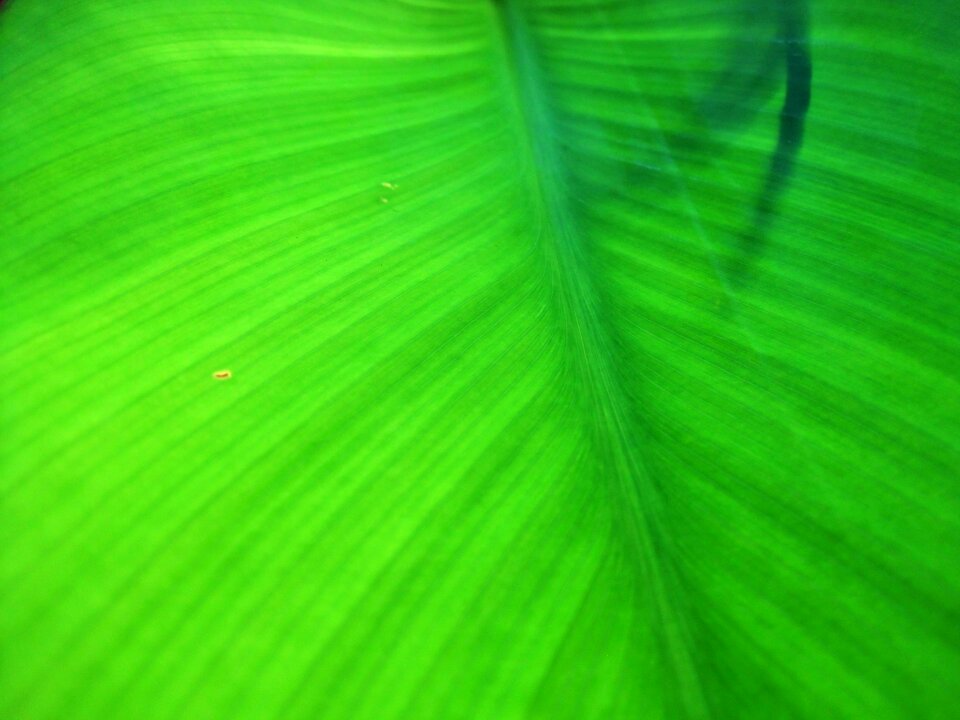 Ipomoea nil plant natural