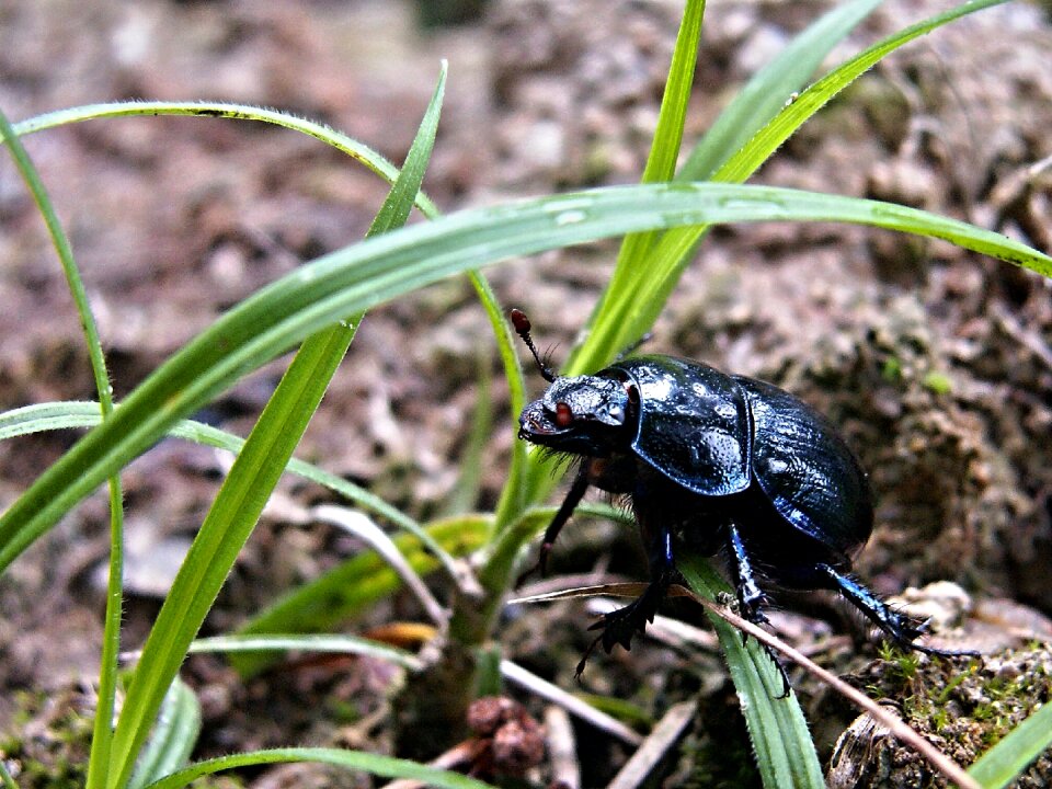 Macro black dung beetles