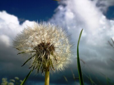 Sky blossom bloom