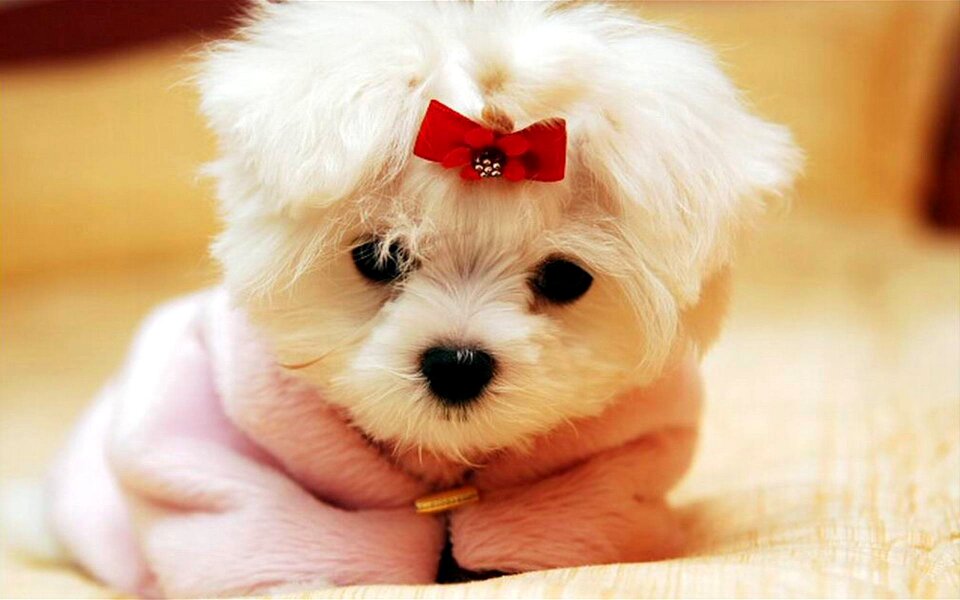 Dog pet cute