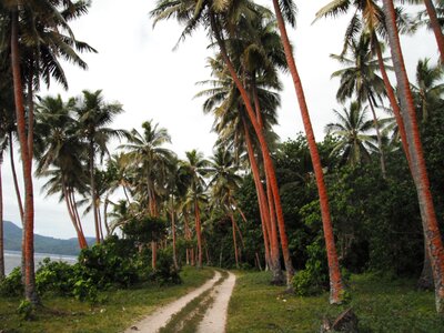 Palms ocean beach photo