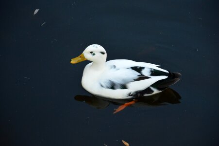 Bird fly wings photo