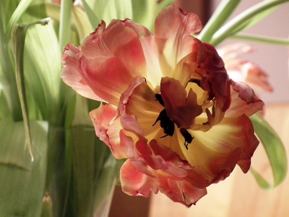 Tulip close up red