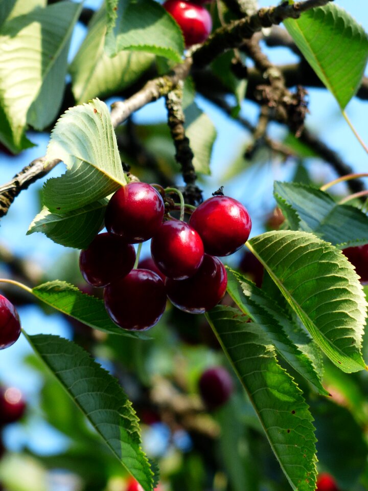 Fruit healthy leaves