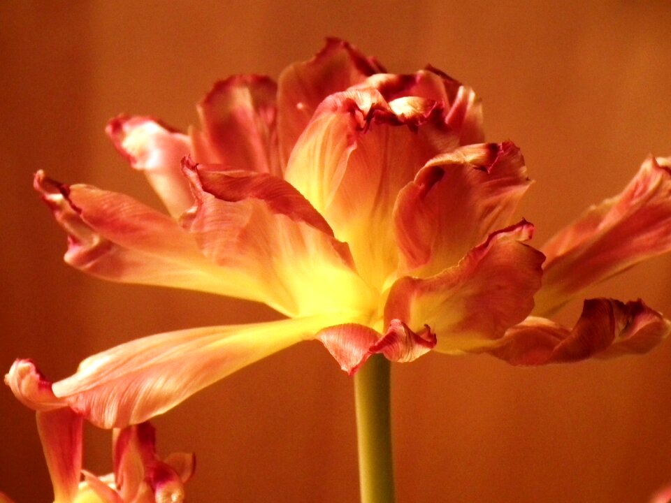 Tulip close up red