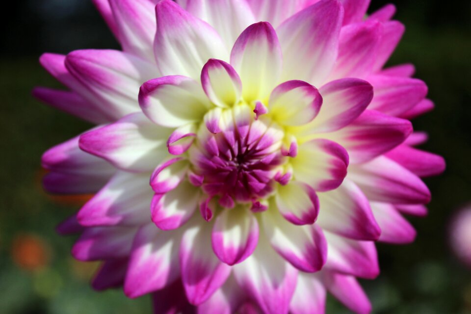 Blossom bloom autumn flower