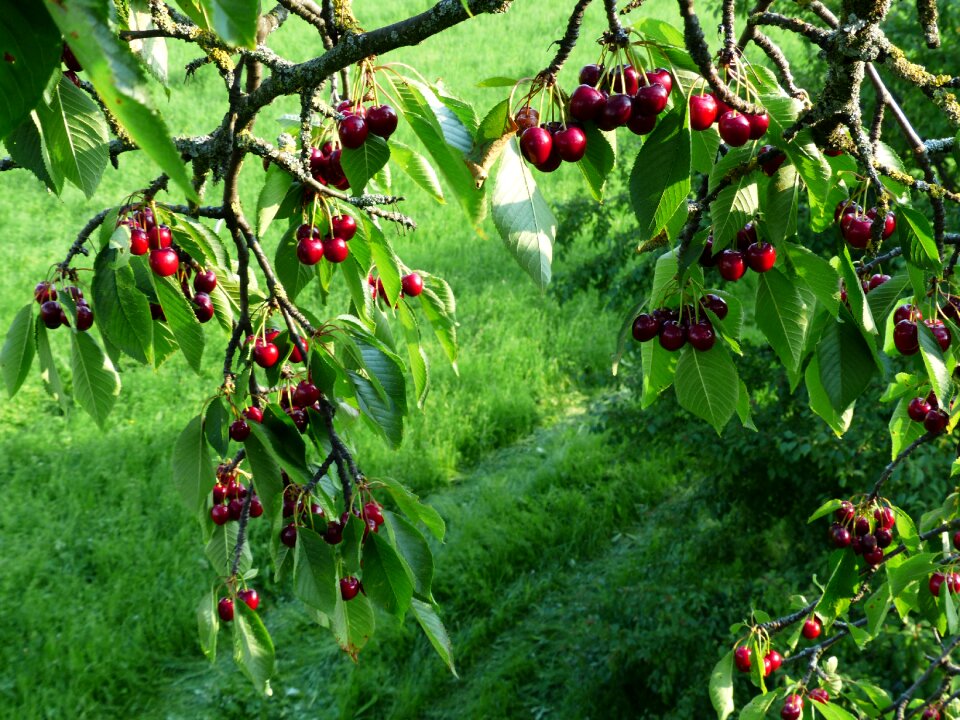 Fruit healthy leaves