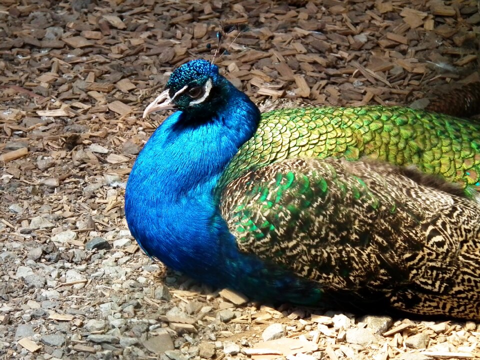 Pride feather green