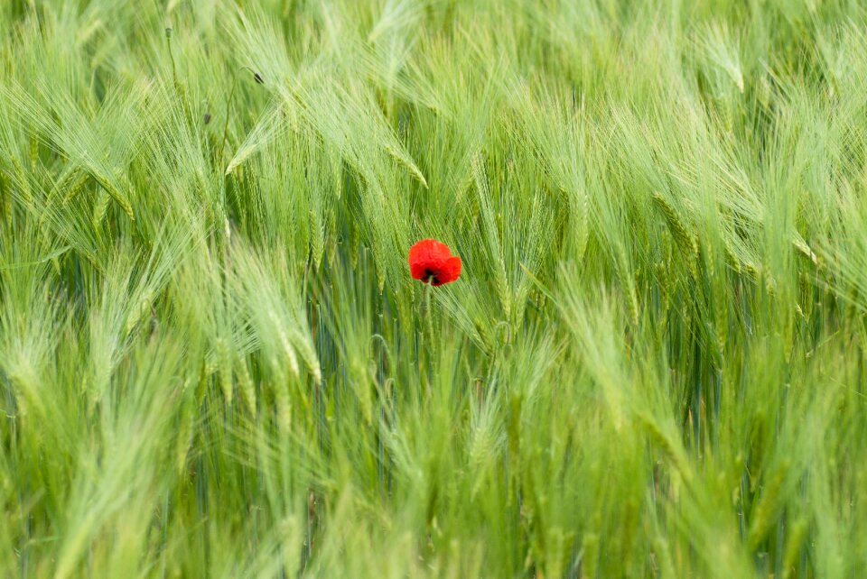Getrfeidefeld red nature