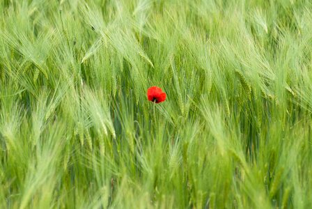 Getrfeidefeld red nature