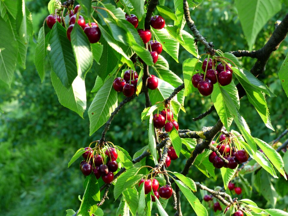 Fruit healthy leaves