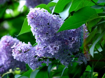 Ornamental plant macro plant