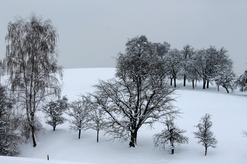 Winter trees snow
