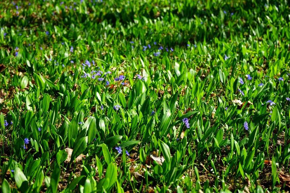 Blossom bloom flower