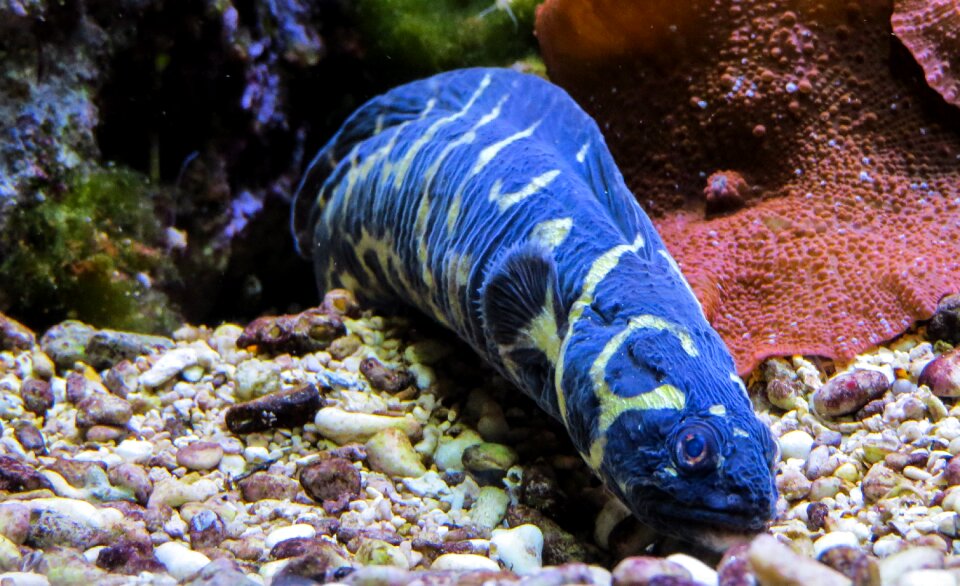 Sea animal blue deep sea