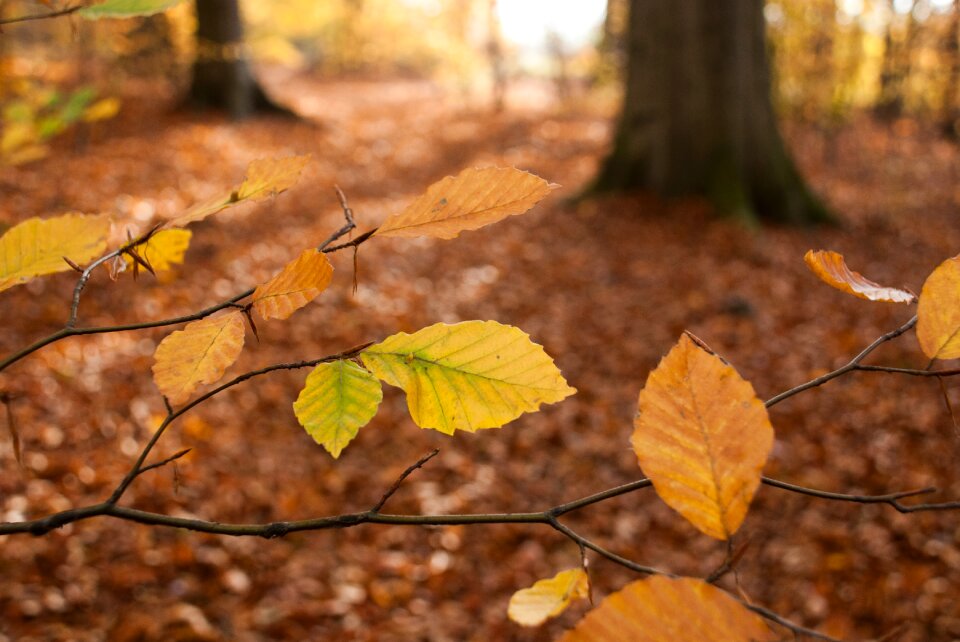 Forest emerge october