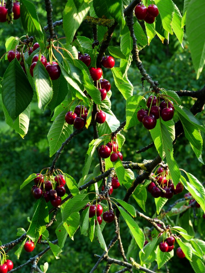 Fruit healthy leaves
