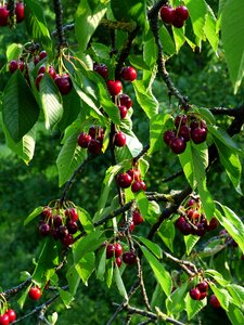 Fruit healthy leaves