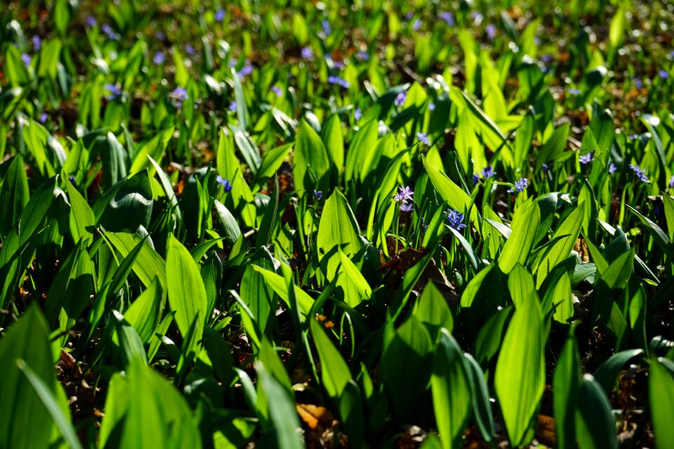 Blossom bloom flower