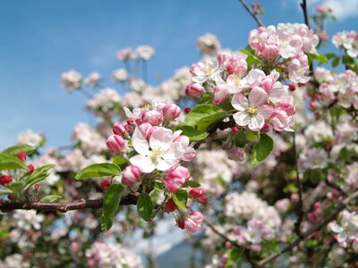 Apple tree blossom spring white