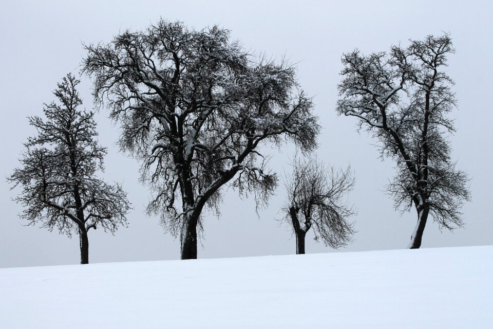Winter trees snow