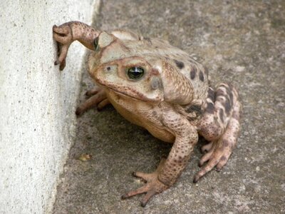 Fat gray amphibian