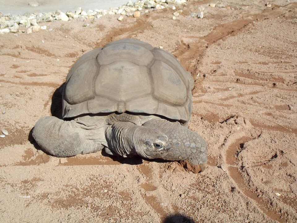 Testudinidae aldabrachelys seychelles