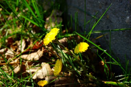 Bloom yellow tussilago photo