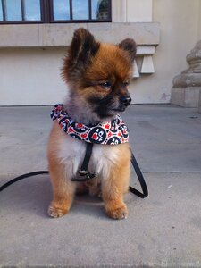 Small dog pet playful
